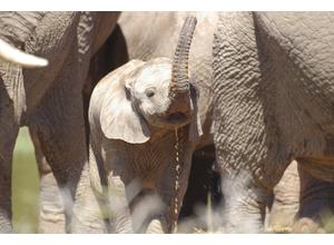 Addo Elephant